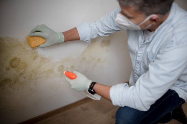 Best Local Mold Removal Service  in Park Center, CO