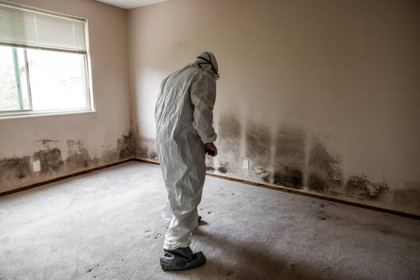 Mold Removal and Inspection in Park Center, CO