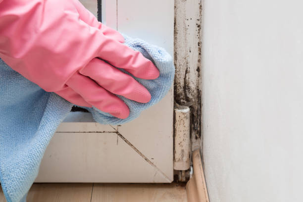 Certified Mold Removal in Park Center, CO